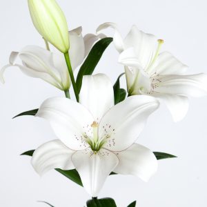 L.A. Hybrid and Asiatic Lilies