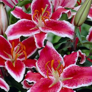 Oriental lilies