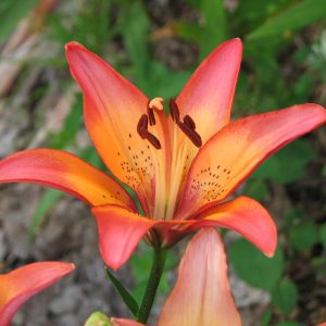 Limited Availability Lilies