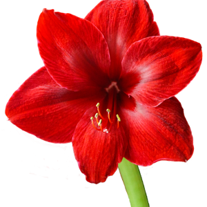 Amaryllis