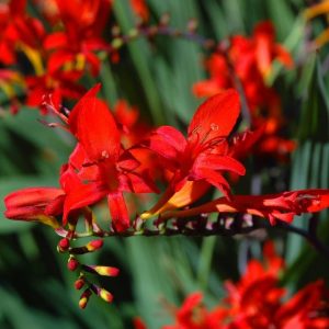 Crocosmia