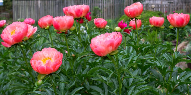 Coral Sunset | Holland America Flowers